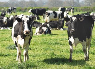 Dairy code operates as intended