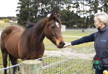 Course to support horse care and responsible ownership RSPCA worker shows how to exercise horse care as she feeds a brown horse.
