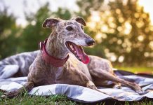 Greyhounds to serve police as PTSD companion animals