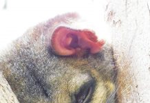 Probe into possum killings