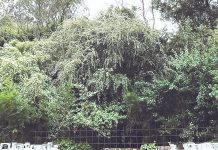 Mulching to begin in Dargo