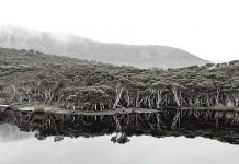 A Glimpse of Gippsland’s Natural Beauty at Bond Street