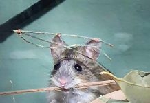 Mouse matchmakers celebrate first breeding success