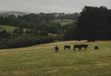 New Australian Beef Sustainability Framework survey