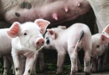 Hands-on help for pig owners