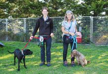 Animal Aid looking for volunteers and more dog and cat adoptions