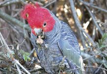 Bird of the month – April 2023