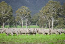 World’s first oral lice treatment for sheep