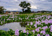 Invasive aquatic plant a no-no for home gardens