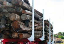 Native timber harvesting to cease in Victoria at the end of the year