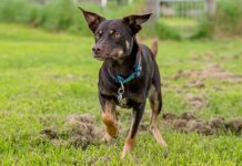Teak the dental surgery therapy dog