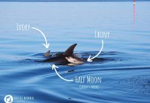 New additions to Gippsland Lakes’ dolphin population