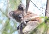 Study finds relatively unknown koala population Wellington’s south