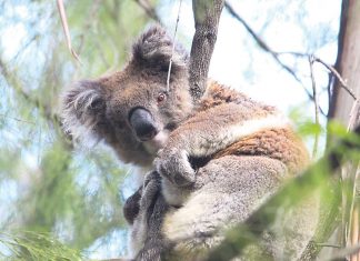 Study finds relatively unknown koala population Wellington’s south
