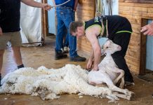 Wool production trial complete