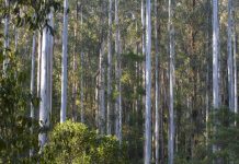 BREAKING: State’s timber logging to end