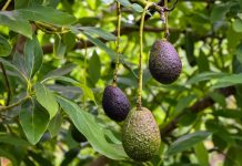 Global avocado trade expected to grow