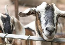 Good Life Farm helping youth