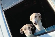 Truckies taking their dog to work for their mental health