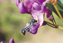 New planting guides help insect pollinat