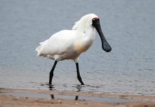 Bird of the Month, June 2023: Royal Spoonbill