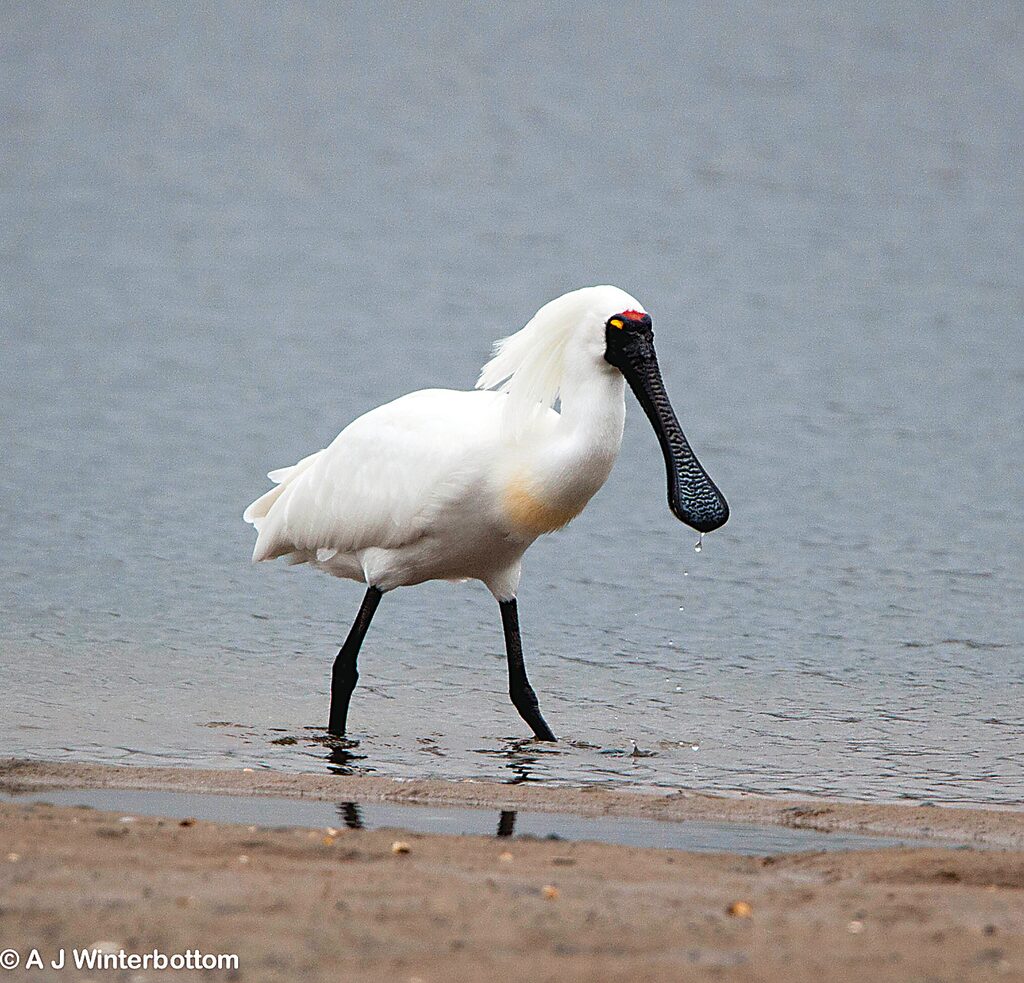 RoyalSpoonbill_26335 | Gippsland Times