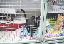 Cat curfew penalties to apply from this Saturday