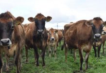 Dairy’s Finest showcase sale success