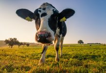 Dairy Australia Board seeking farmers
