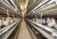 Caged eggs set to be phased-out