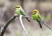 Bird of the Month – July