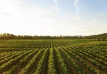 Turning up the heat on field crop research