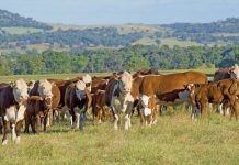 Red meat getting greener