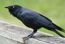 Bird of the Month – Little Raven