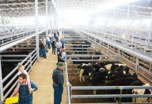 Council embarks on strategic review of Saleyards