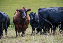 Focus on methane emissions