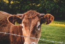 Australia lifts ban on US beef