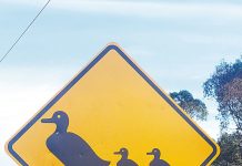 Duck discussion: report recommends native bird hunting ban