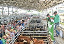 Feedback wanted for Gippsland Regional Livestock Exchange