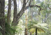 Walking club takes on Mississippi Track
