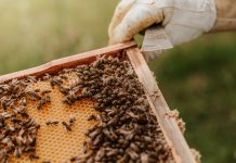 Bee industry pest fear