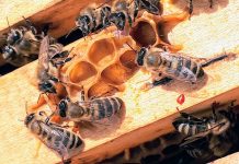 Varroa mite fights evolves