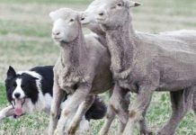 Working dogs take over Gippsland area