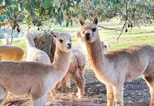 Sale’s wooliest Alpaca Show