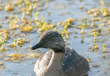 Bird of the Month – October