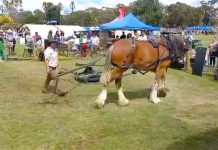 Practises of the past headline Sale Show