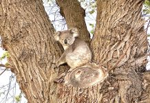 Koala at Sale Showgrounds