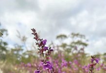 Wellington Mint-bush making a comeback