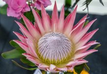 Colour and creativity on display