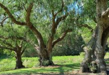 Reader Gallery – November 11 2023